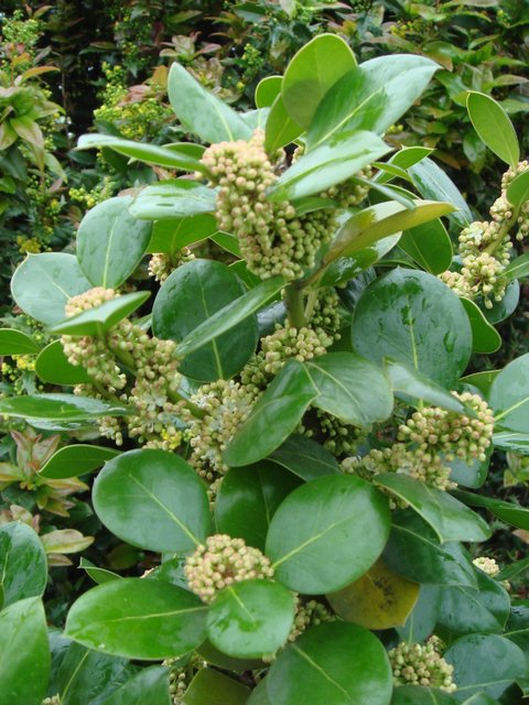 Ilex rotunda fleur P23